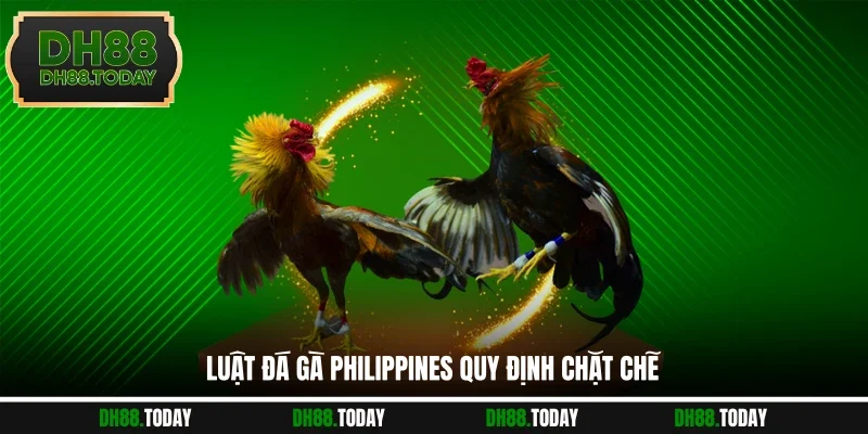 Luật Đá Gà Philippines - Top 3 Kinh Nghiệm Làm Chủ Mọi Ván Luật đá gà Philippines quy định chặt chẽ